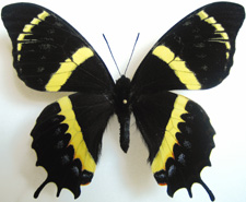 Papilio abderus abderus abberation (Internet Image property of respective owner, non-commercial use only)